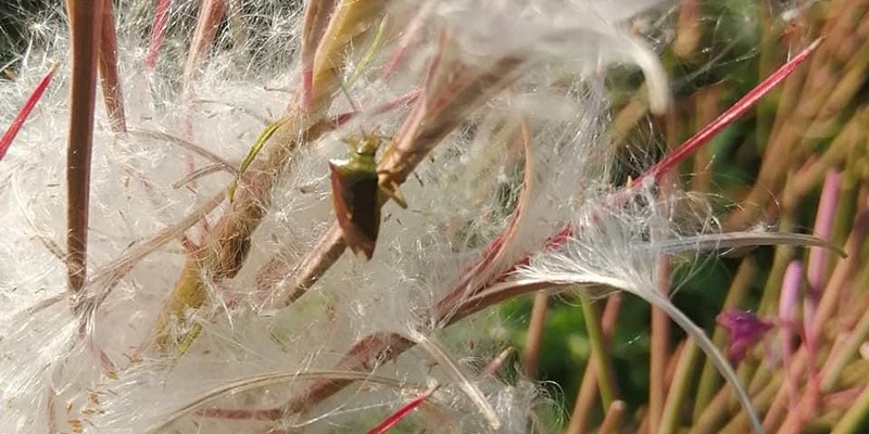 bioblitz.jfif